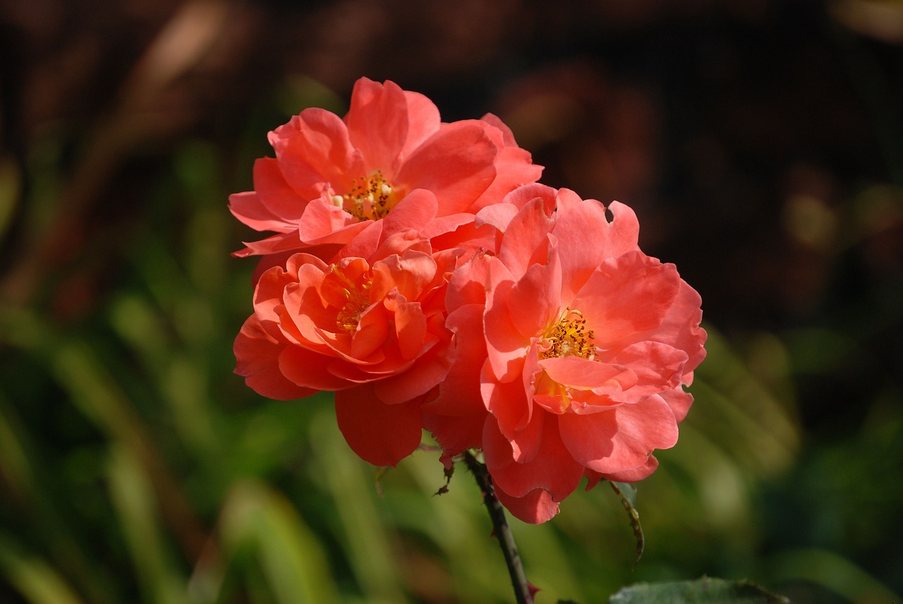 roses flower floral free photo