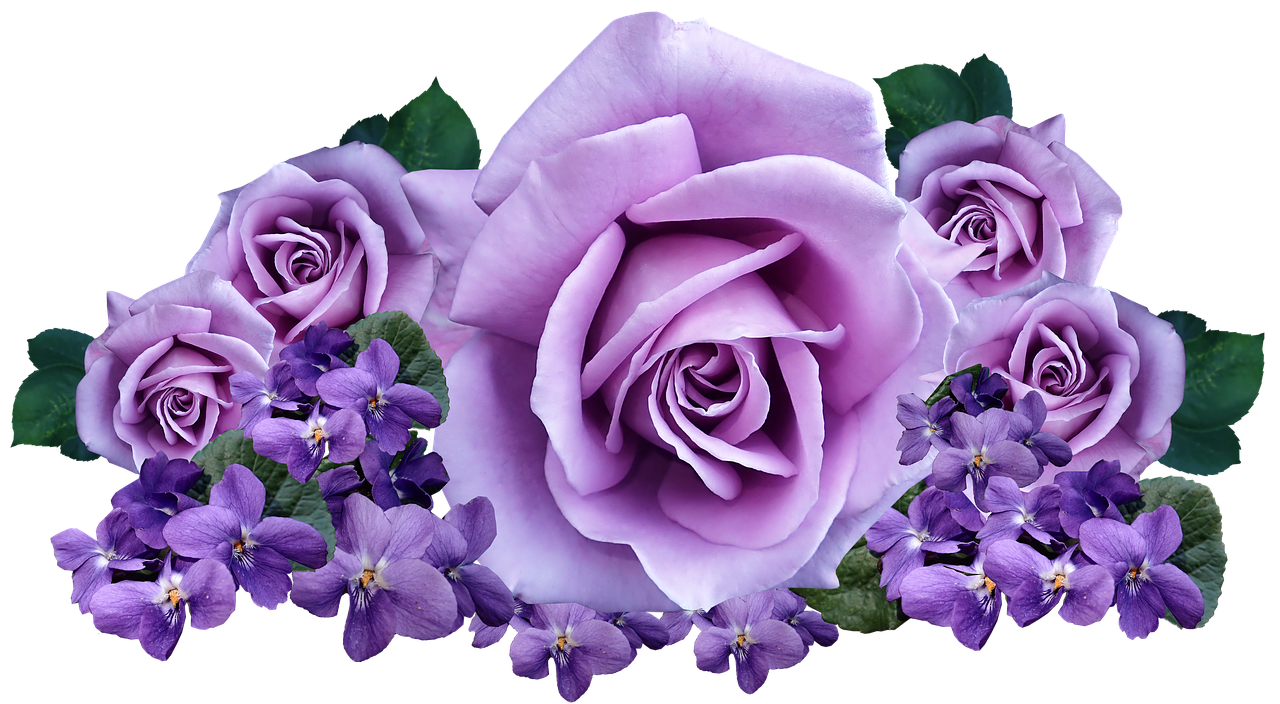 roses  violets  flowers free photo