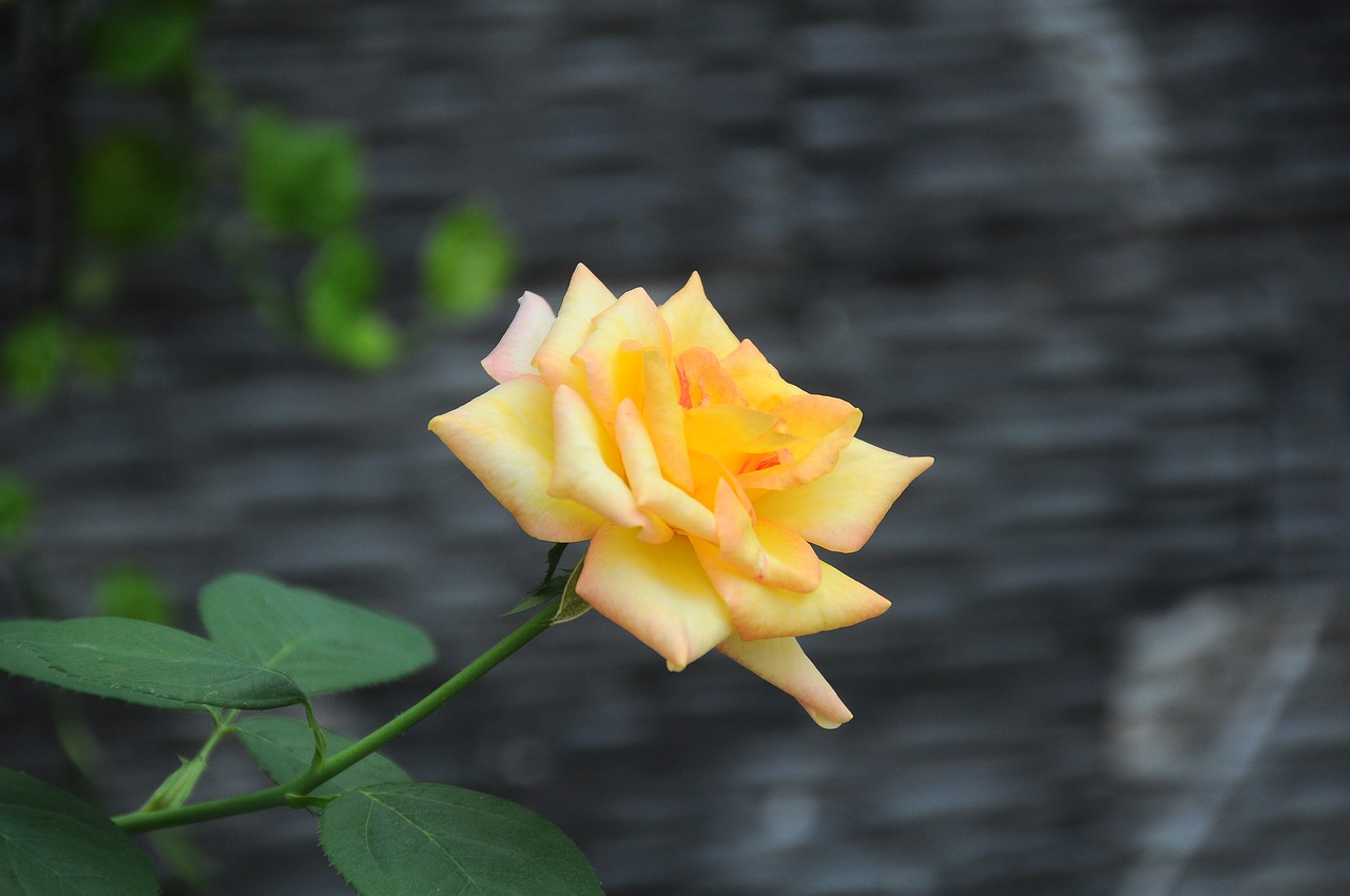 roses  gold  the garden free photo