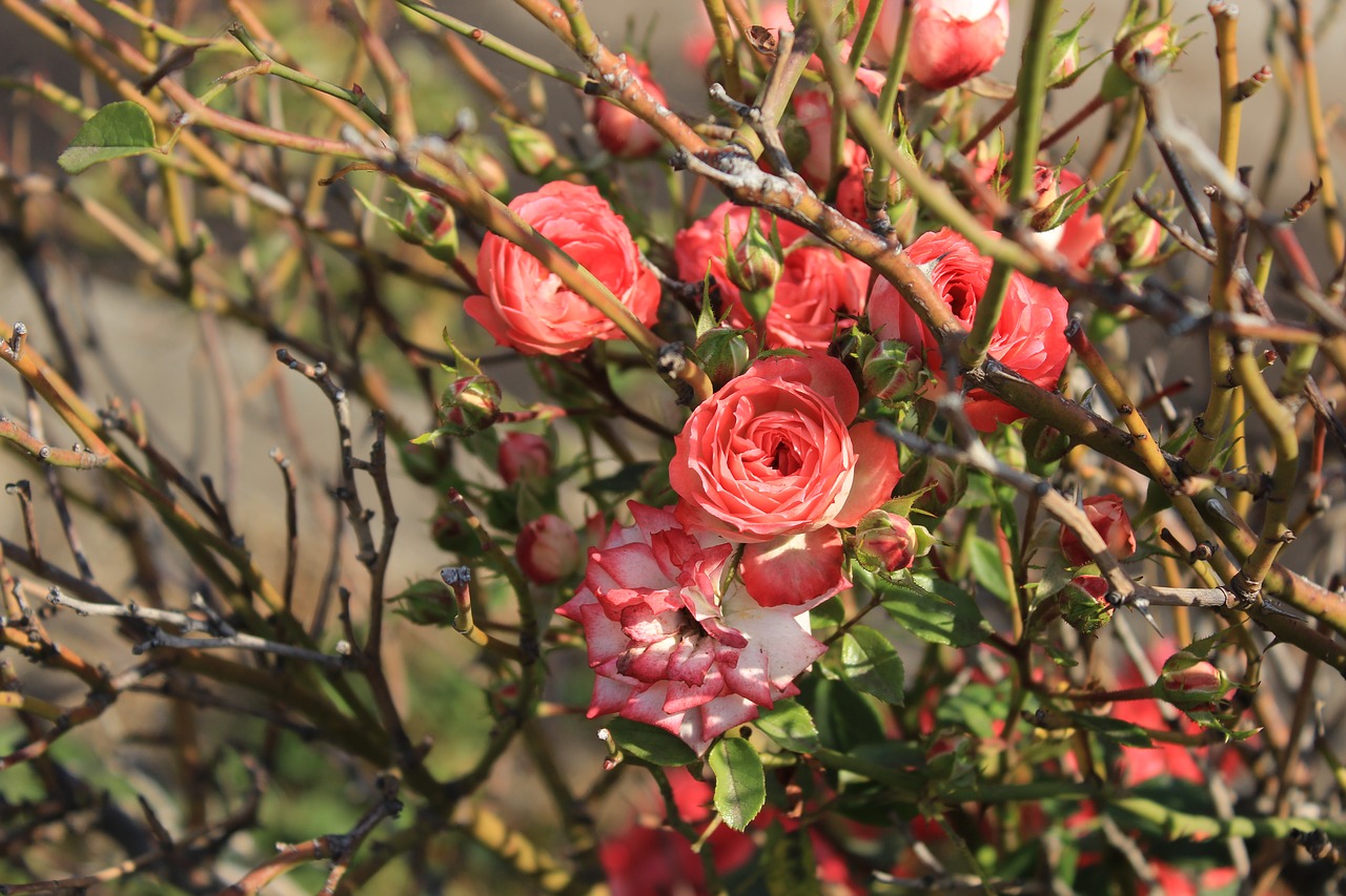 roses  rosebush  nature free photo