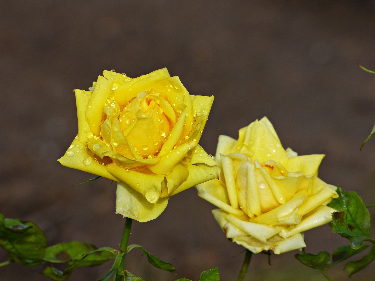 roses  yellow  flowers free photo