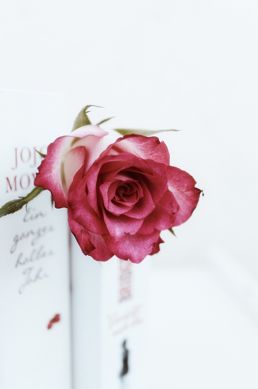 roses  flowers  books free photo