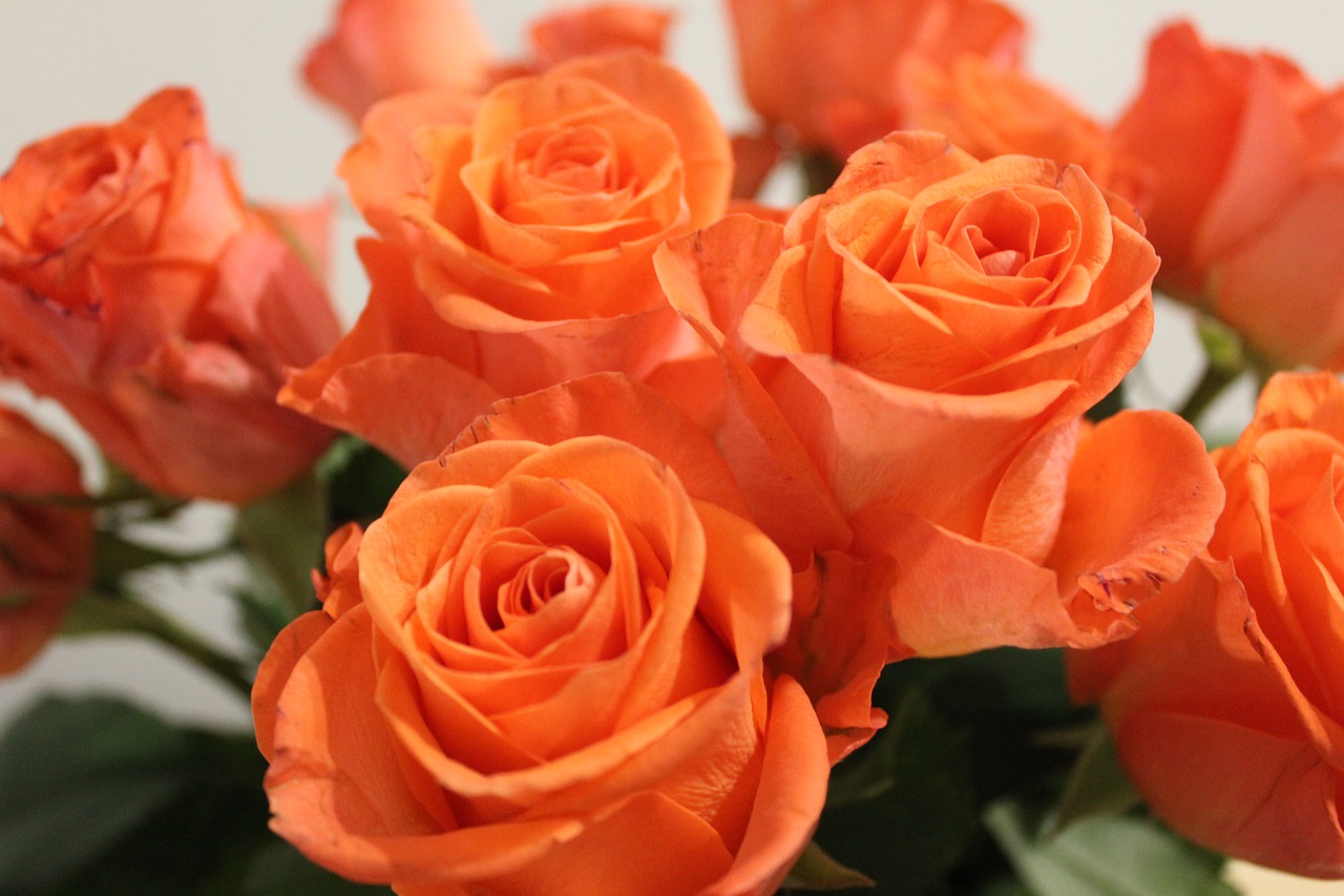 roses  orange  bouquet free photo