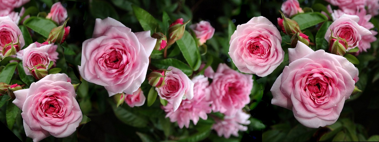 roses  flowers  pink blooms free photo