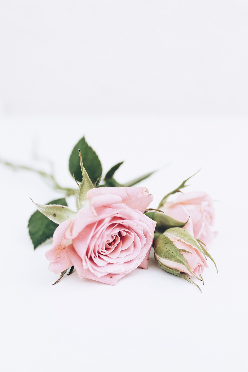 roses  pink  white free photo