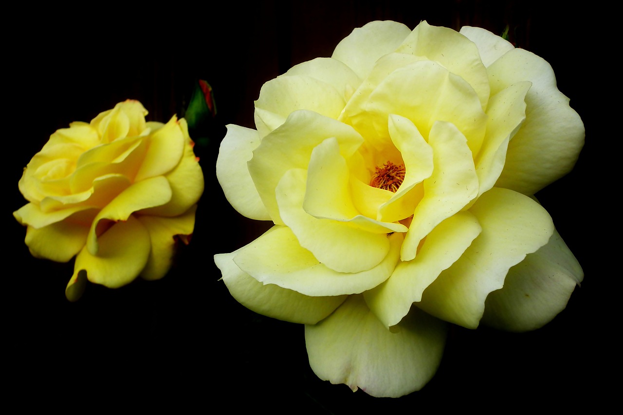 roses  flowers  yellow free photo