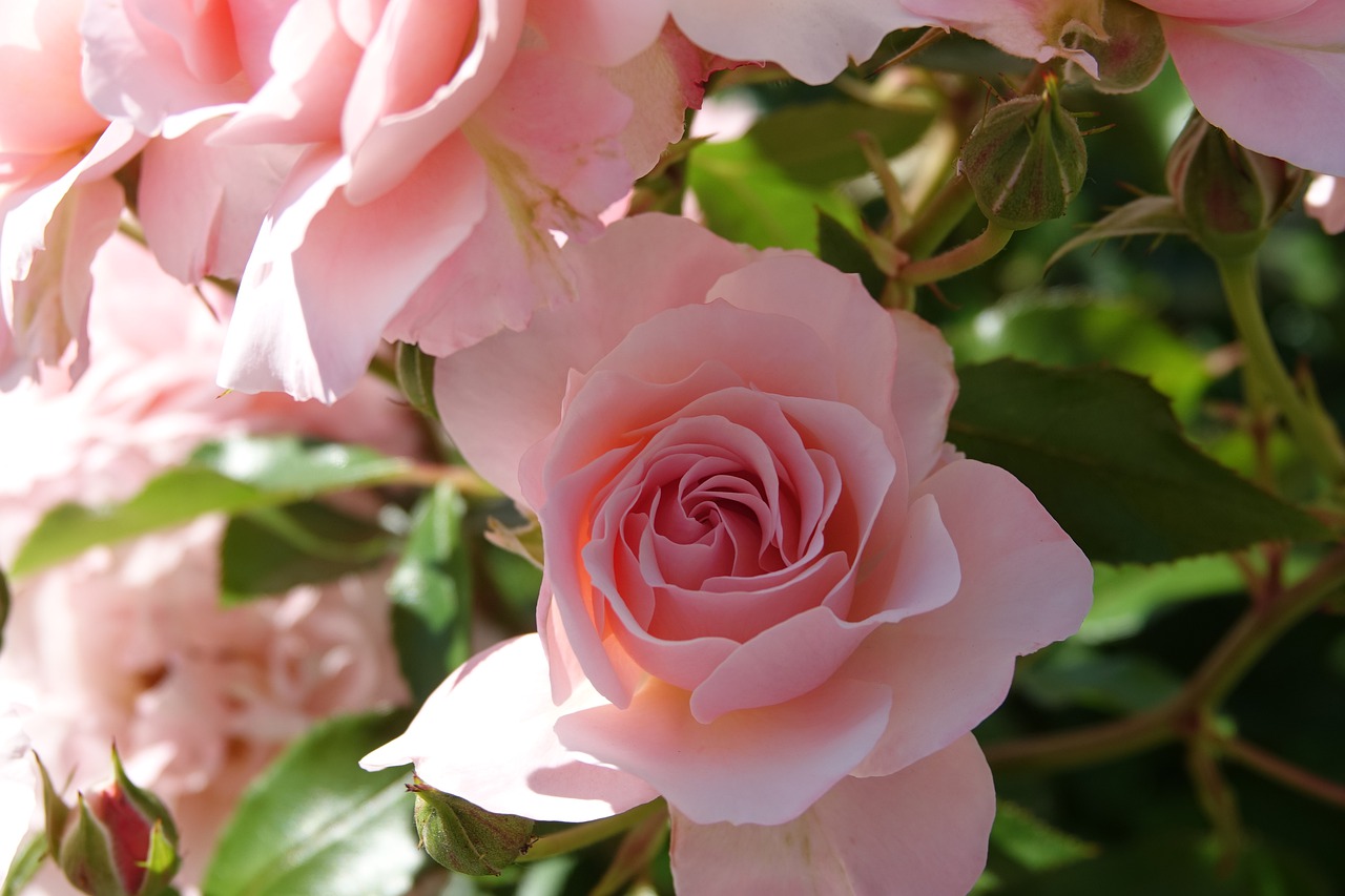 roses  pink  plant free photo