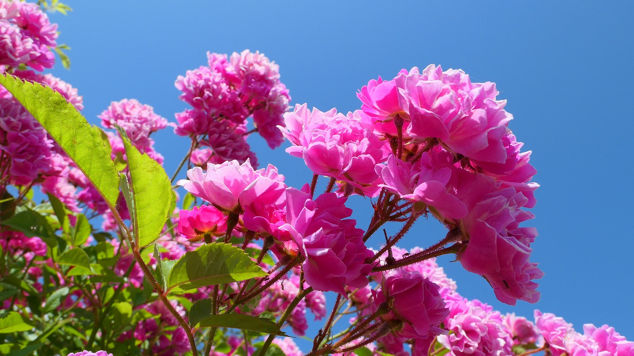 roses  leaving  flowers free photo