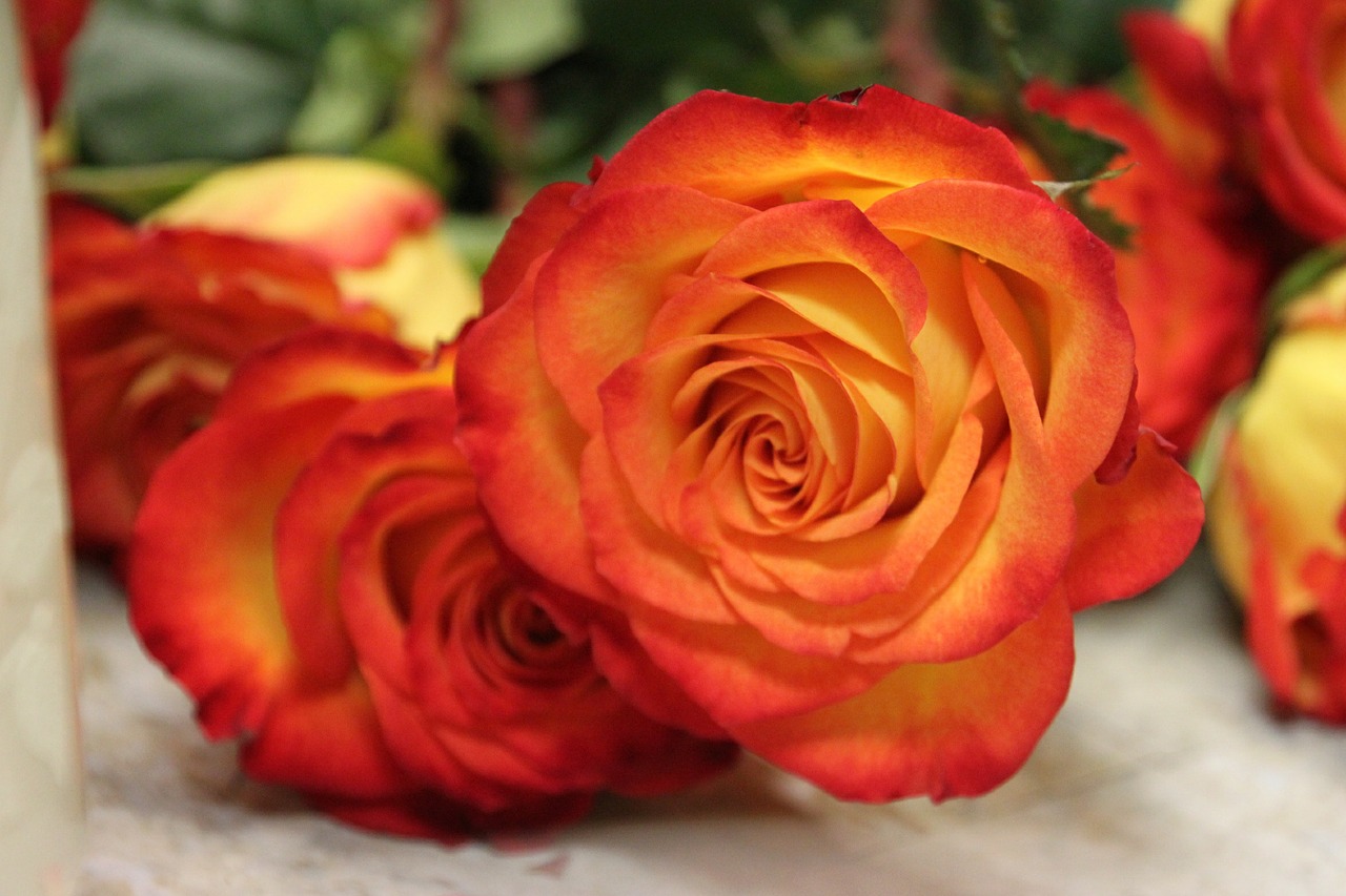 roses orange yellow free photo