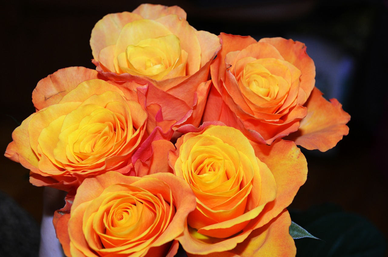 roses bouquet yellow flowers free photo