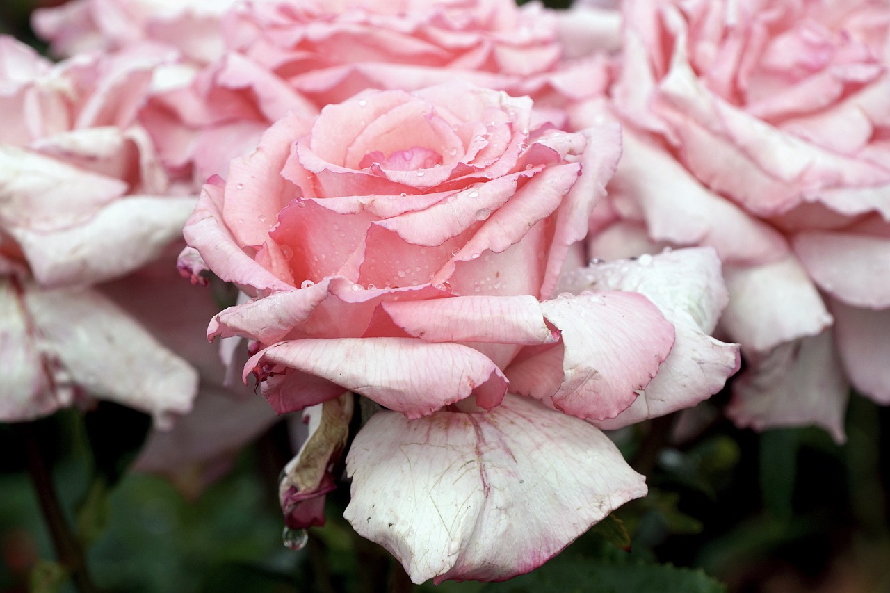 roses  pink  romantic free photo