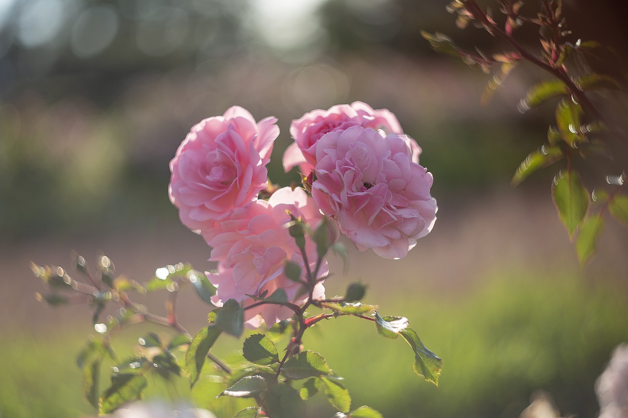 roses  beauty  flowers free photo