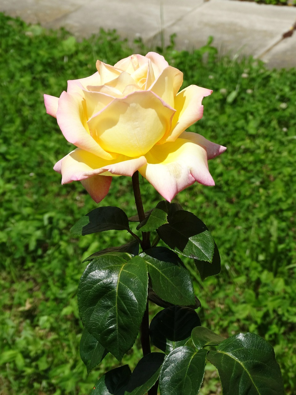 roses white blossom free photo