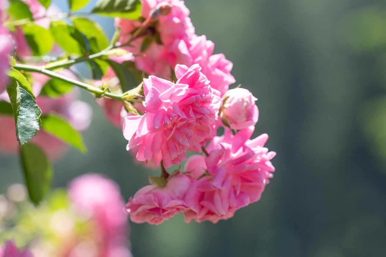 roses  flowers  pink free photo