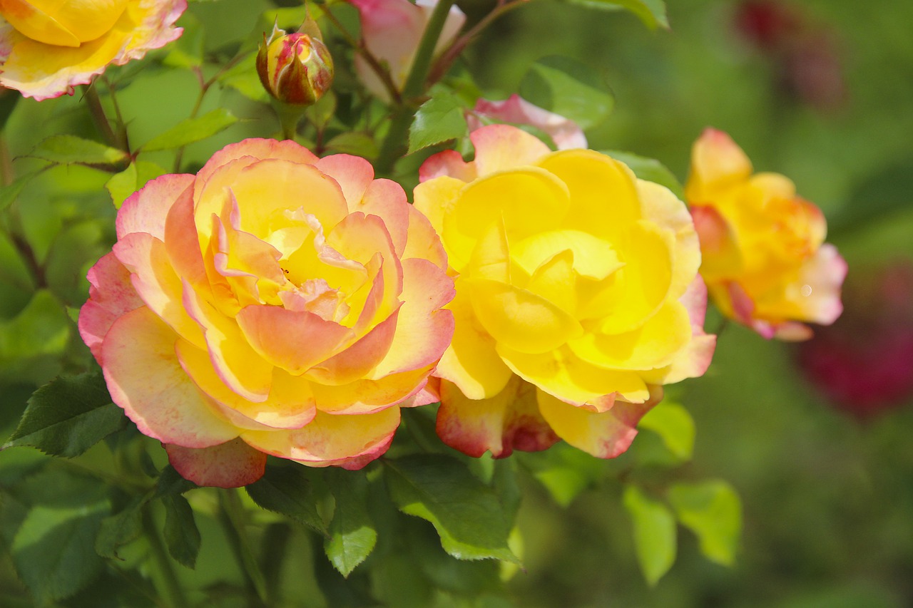 roses  breeding roses  plant free photo