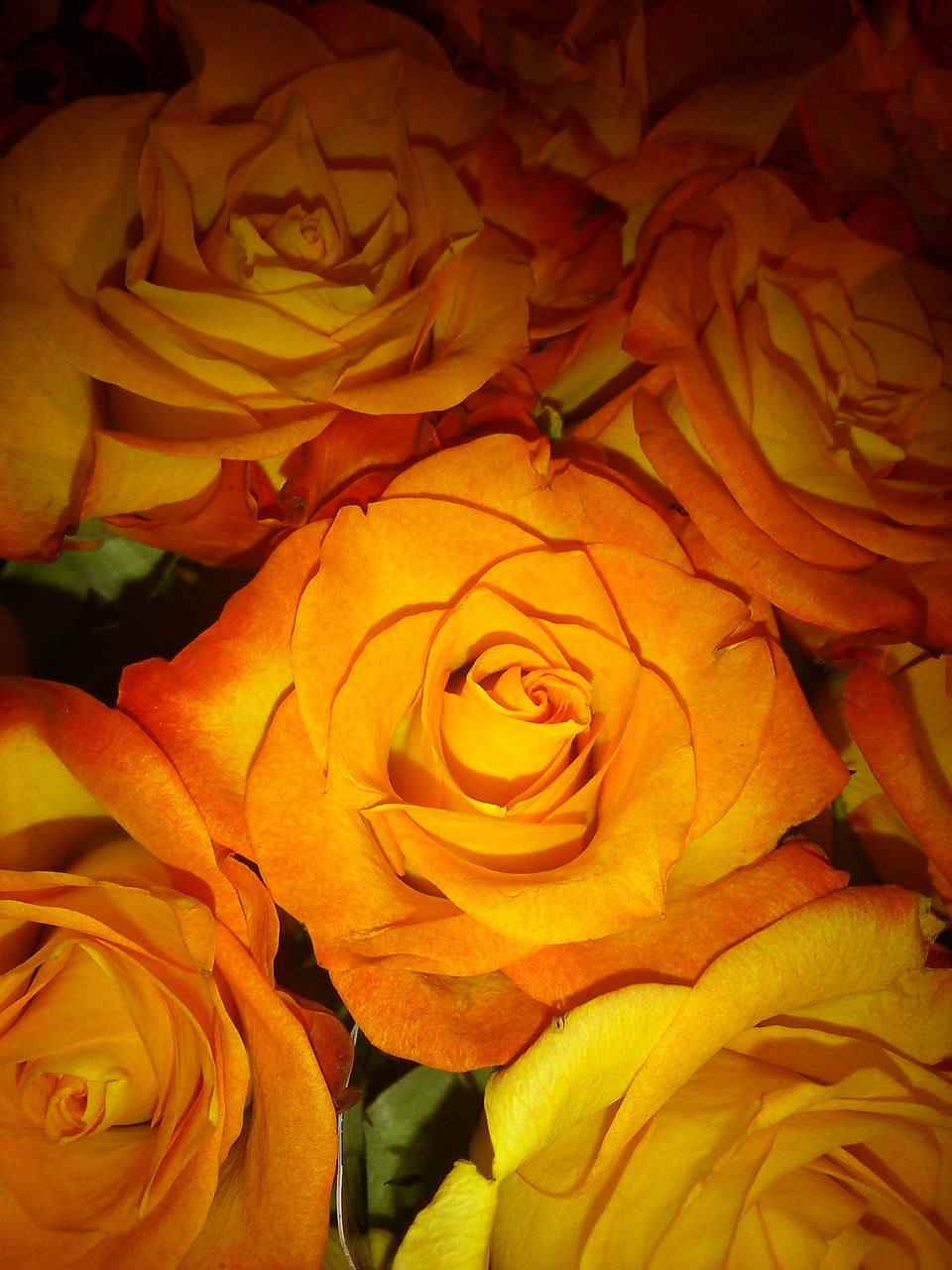 roses bouquet orange free photo