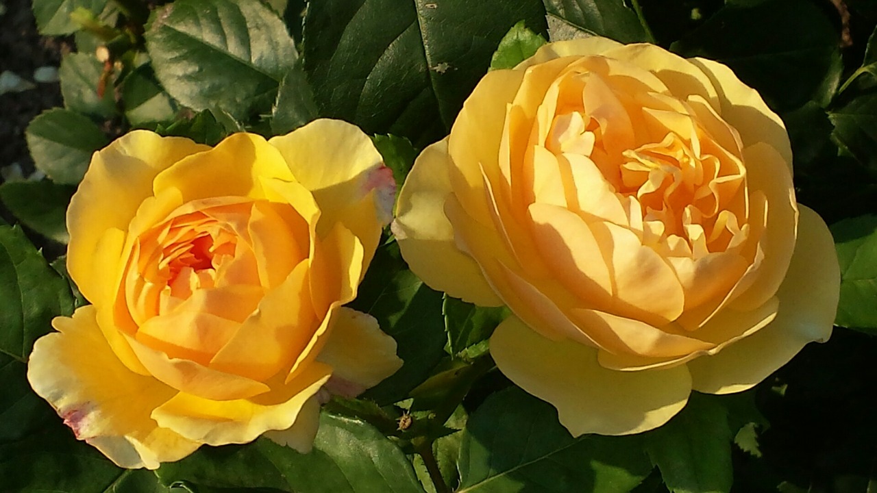 roses yellow blossom free photo