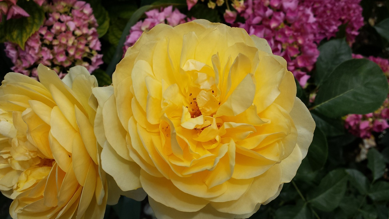 roses yellow blossom free photo