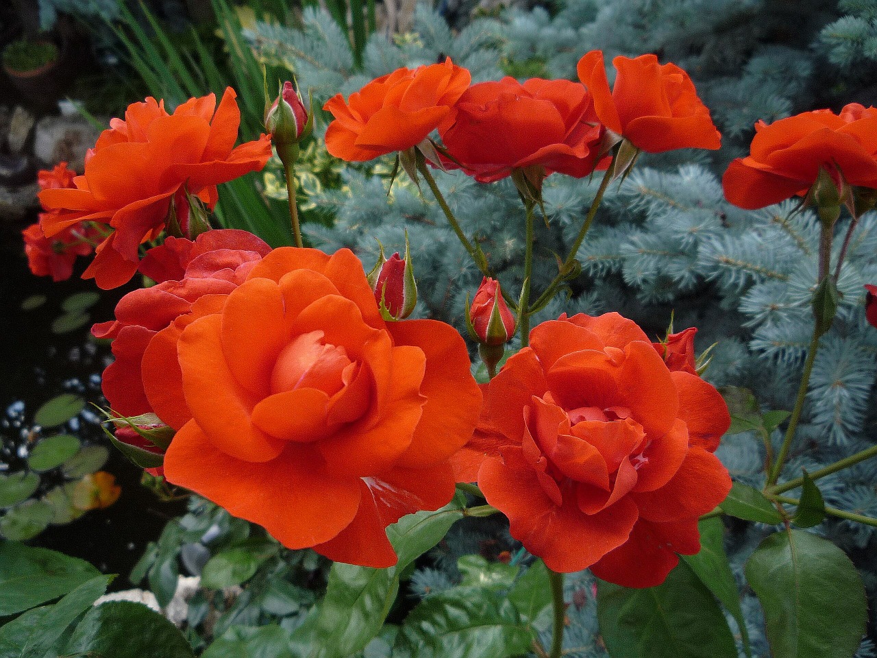 roses orange fir free photo