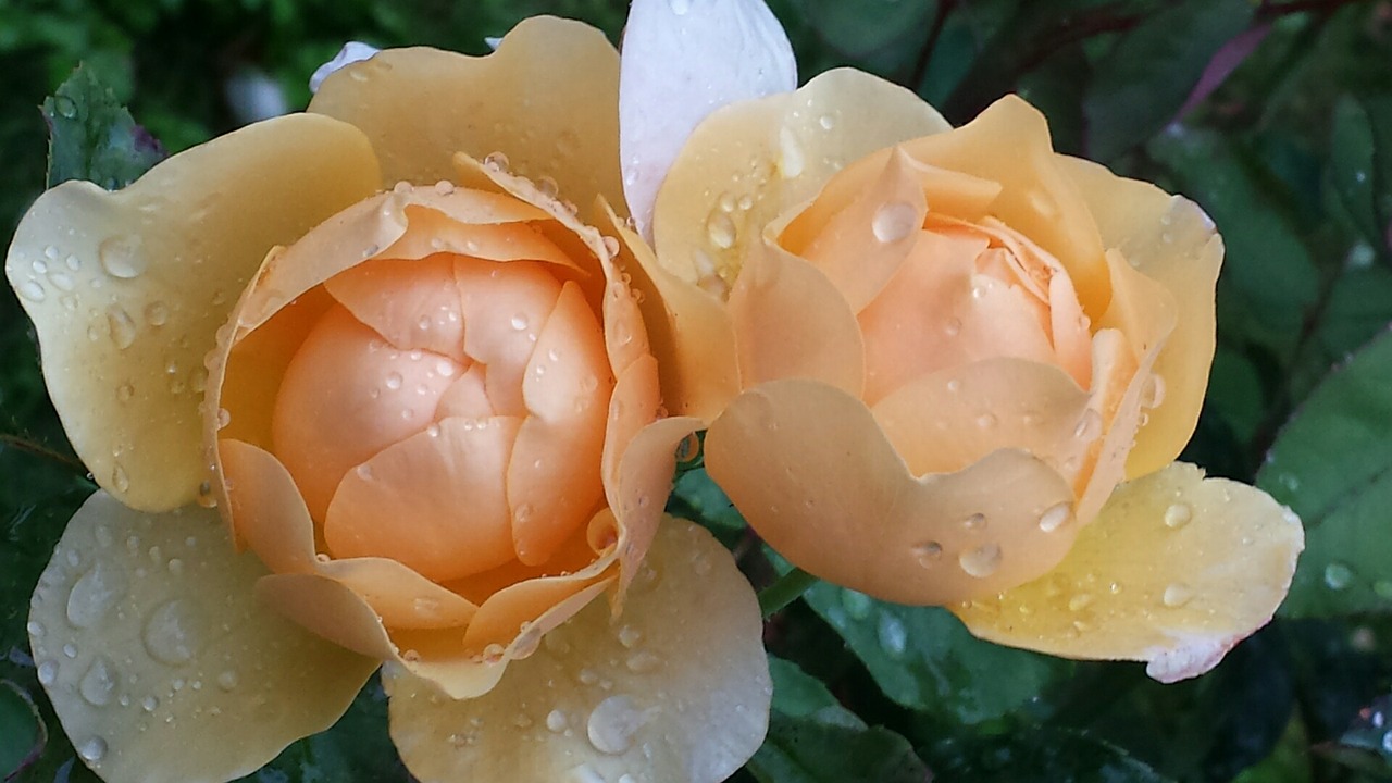 roses raindrop drop of water free photo