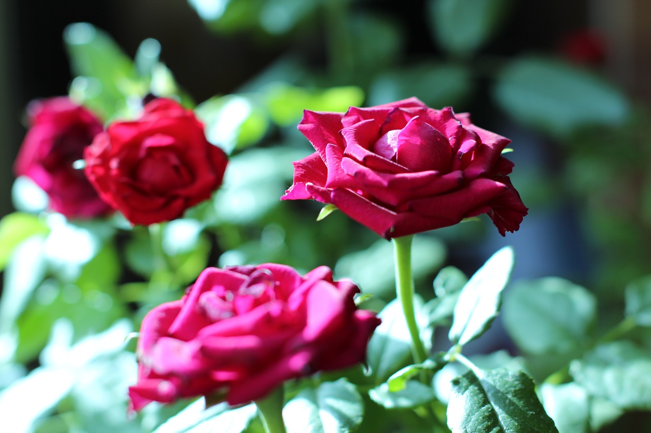 roses pink blossoms free photo