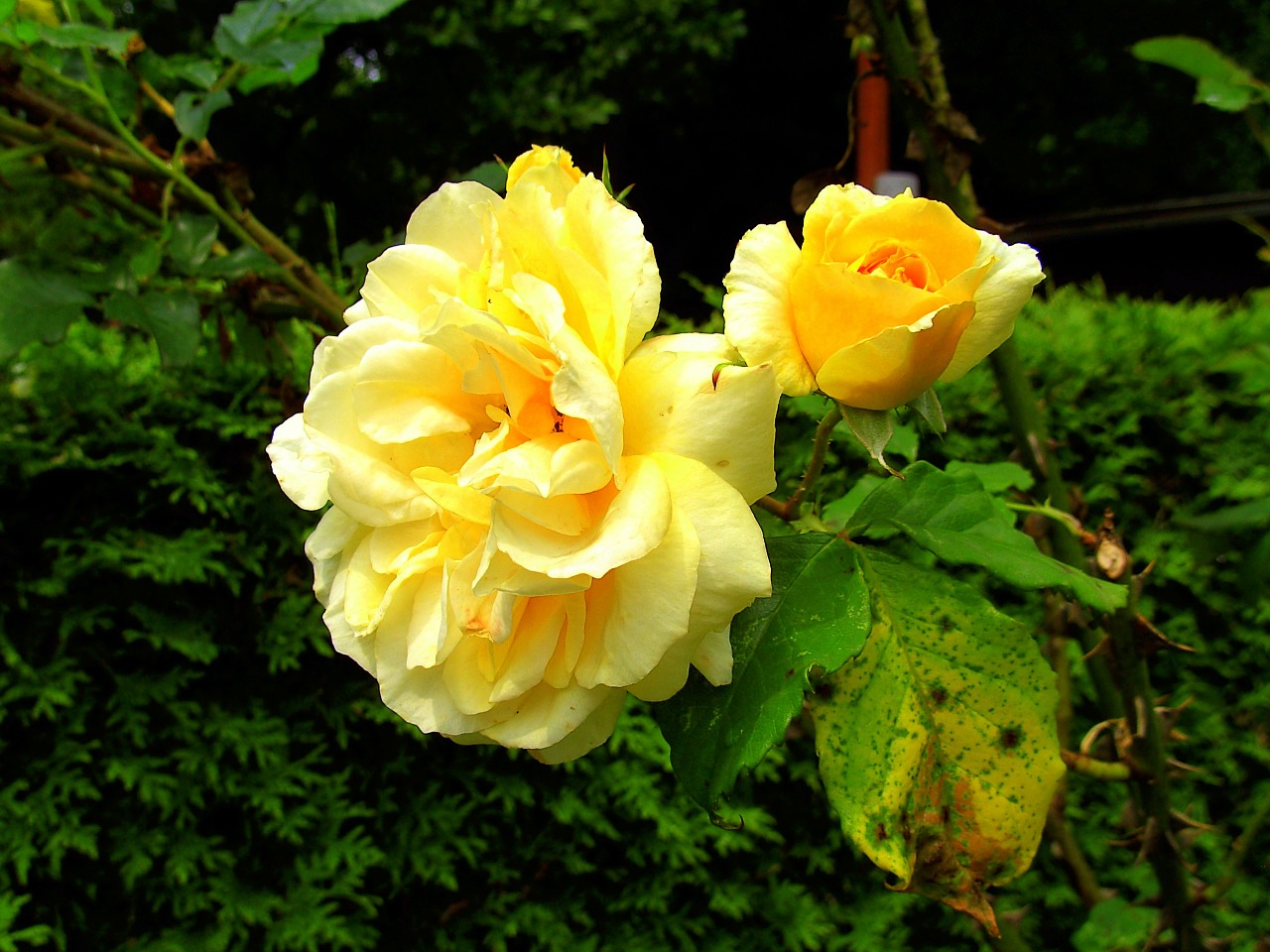 roses yellow garden free photo