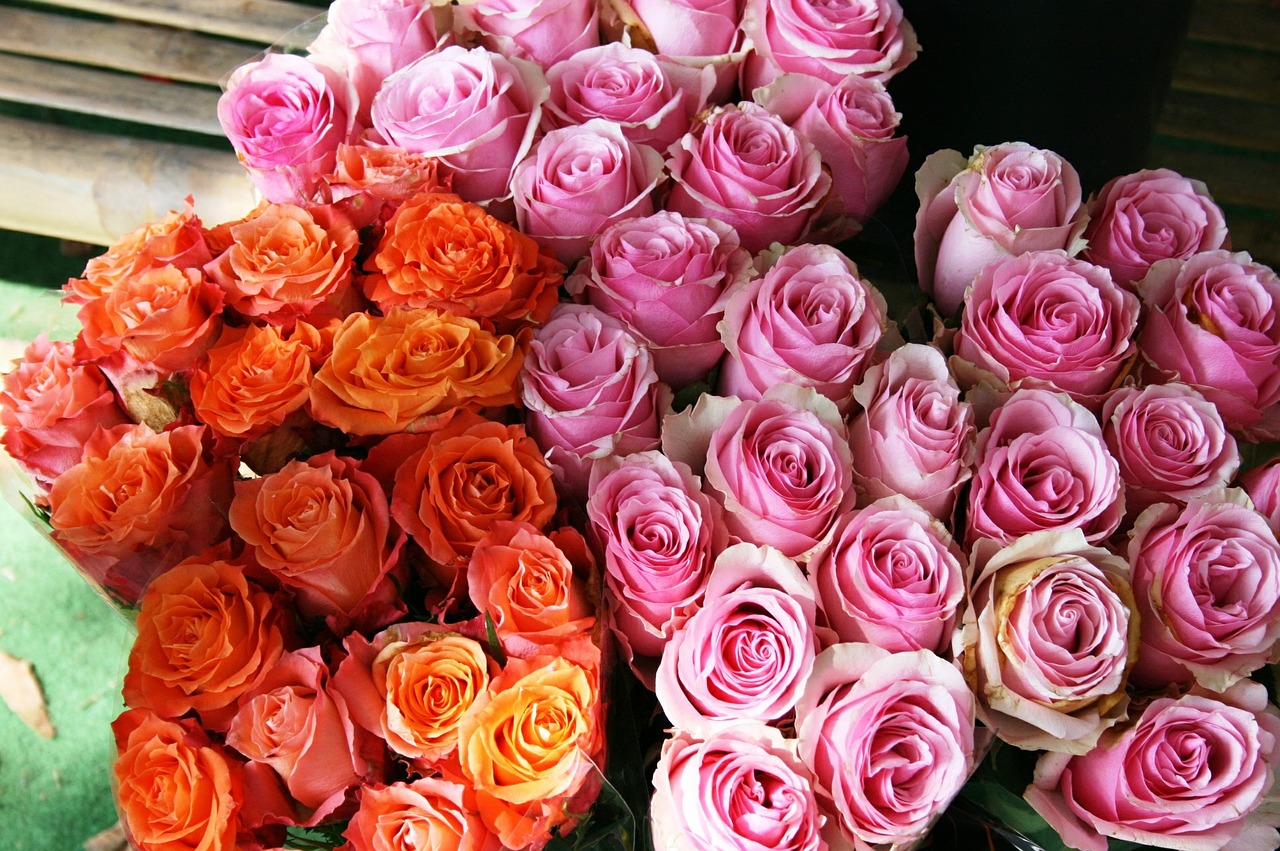 roses color pink flowers free photo