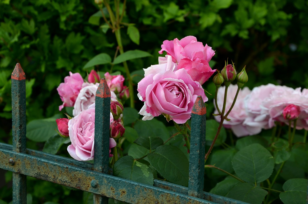 roses garden fence free photo