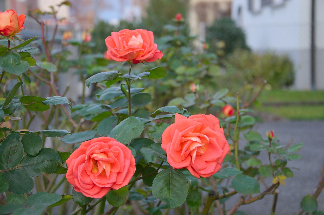 roses bush plant free photo