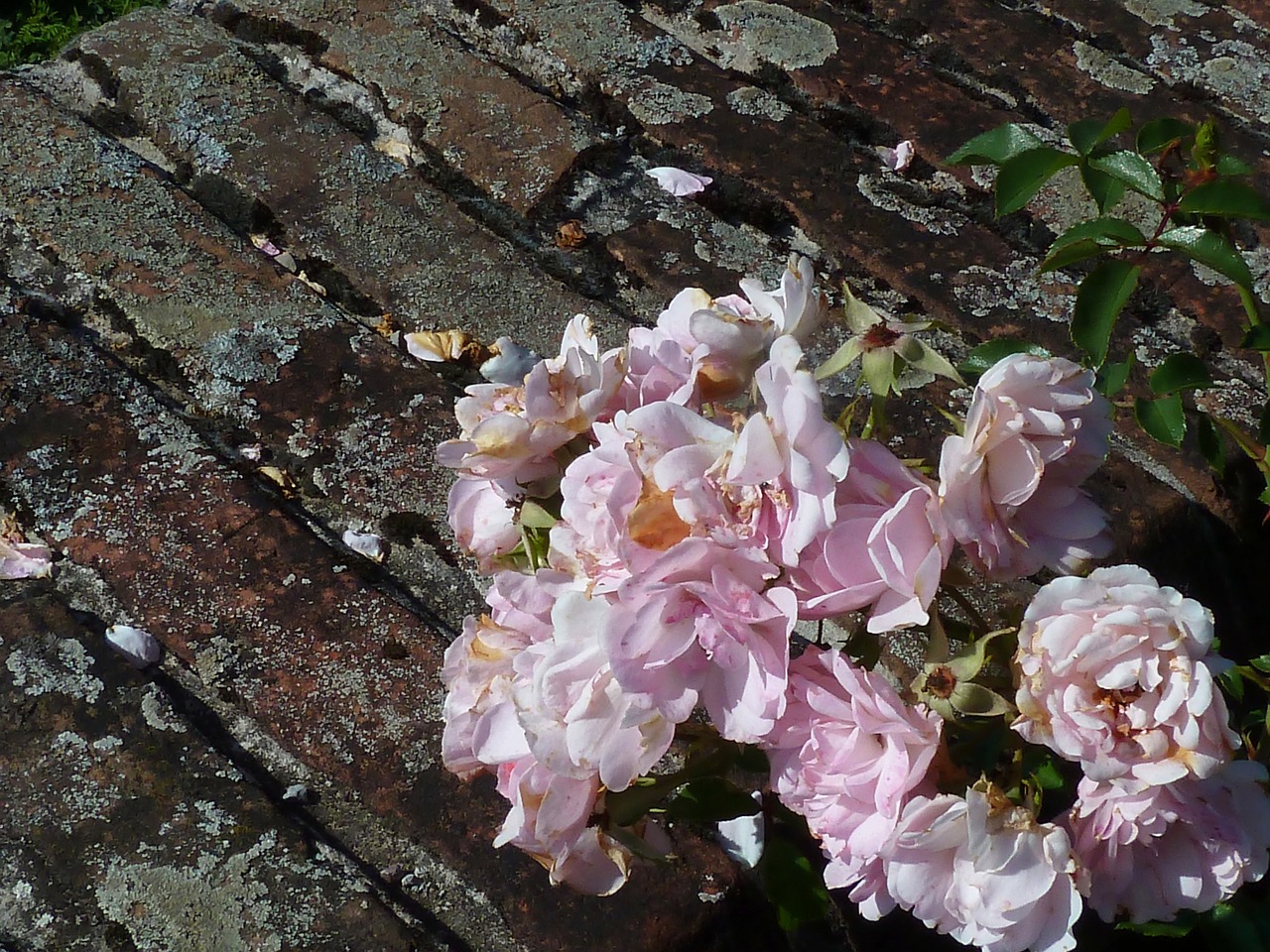 roses floral plant free photo