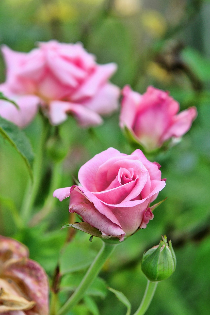 roses pink flower free photo