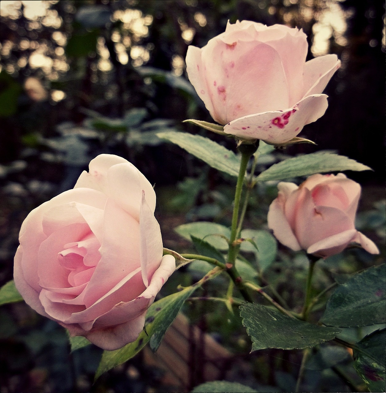 roses pink nature free photo