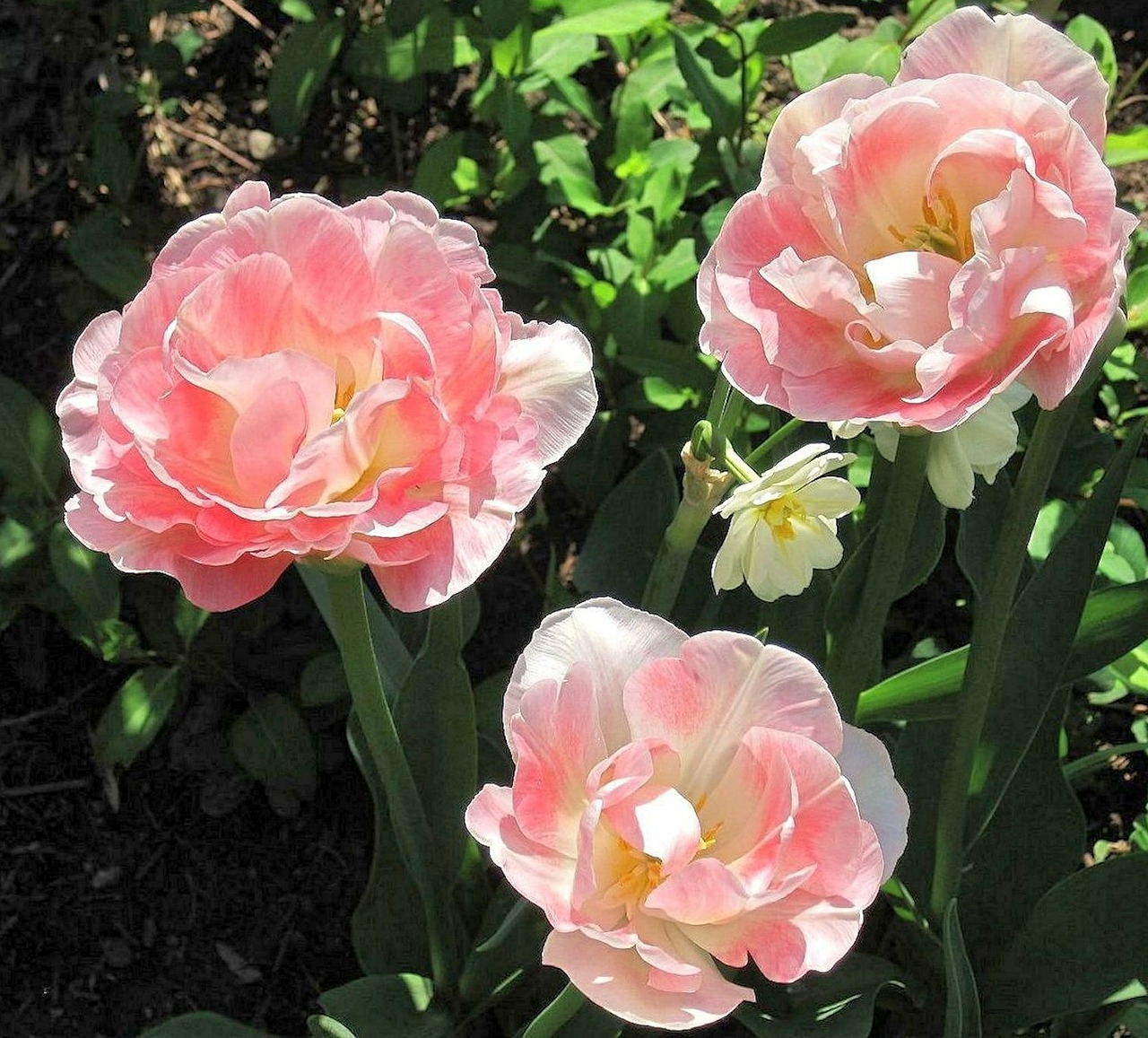 roses pink garden free photo