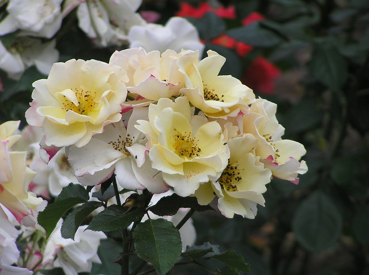 roses light yellow garden free photo