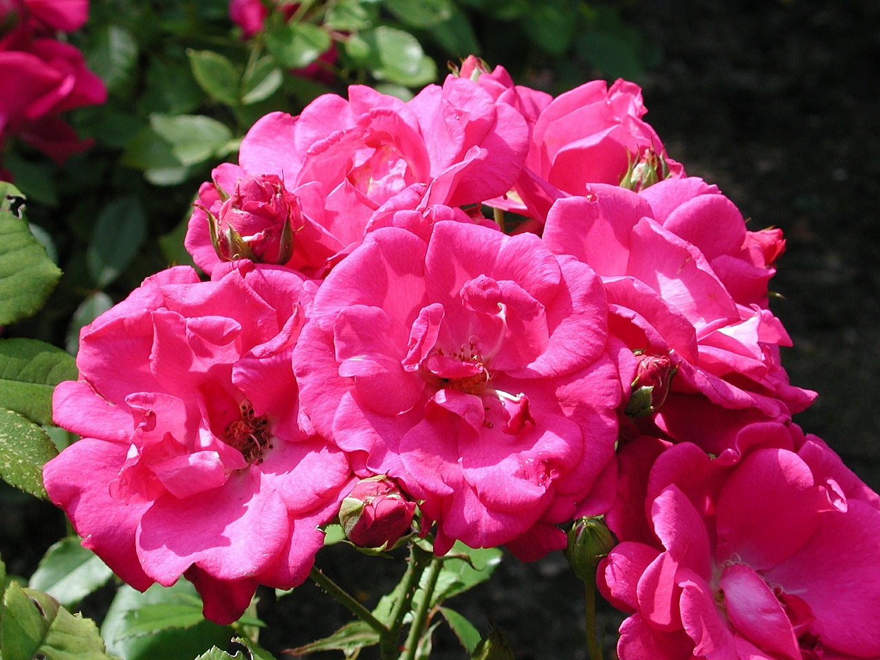 roses rose bush flowers free photo