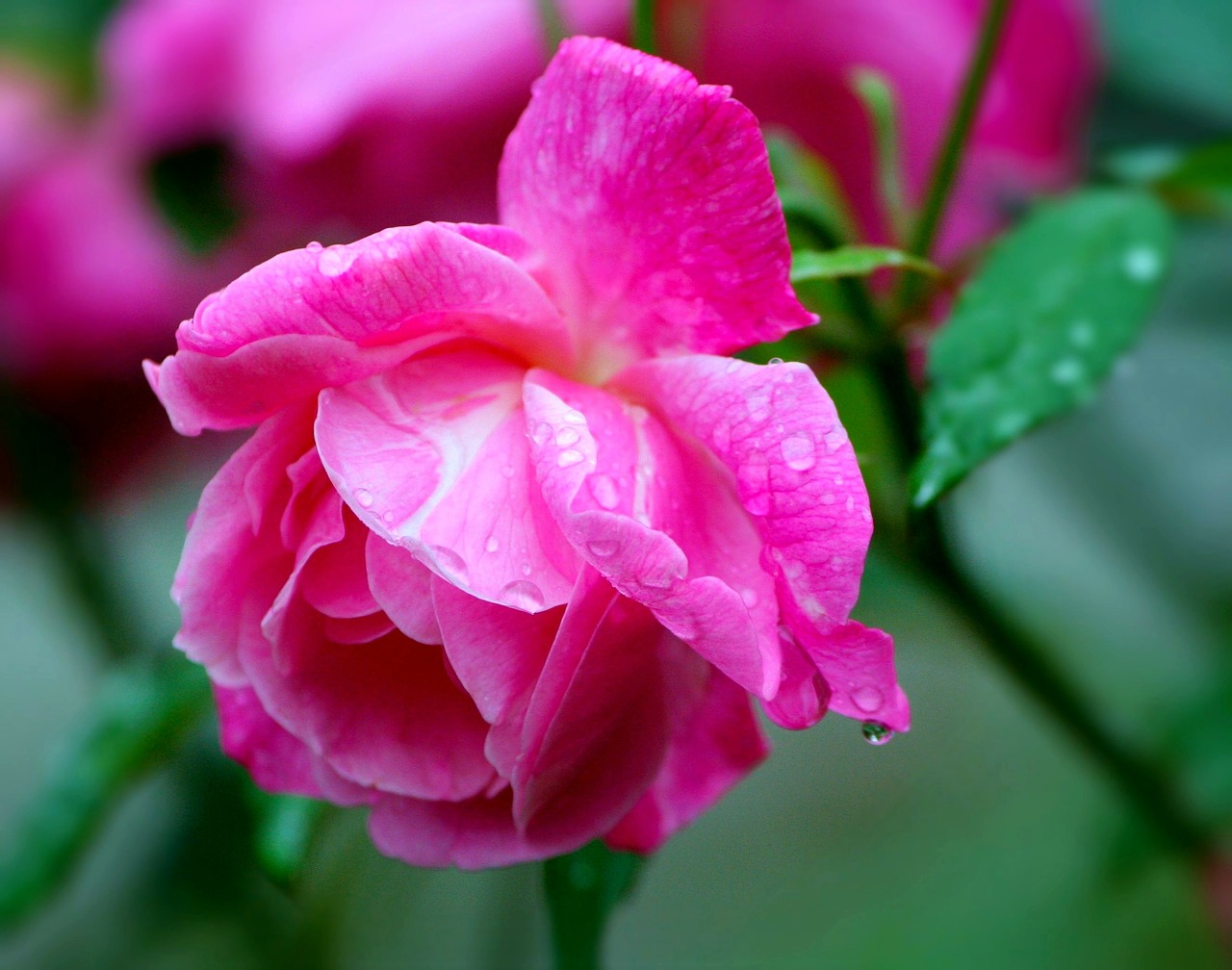 roses pink blooms free photo