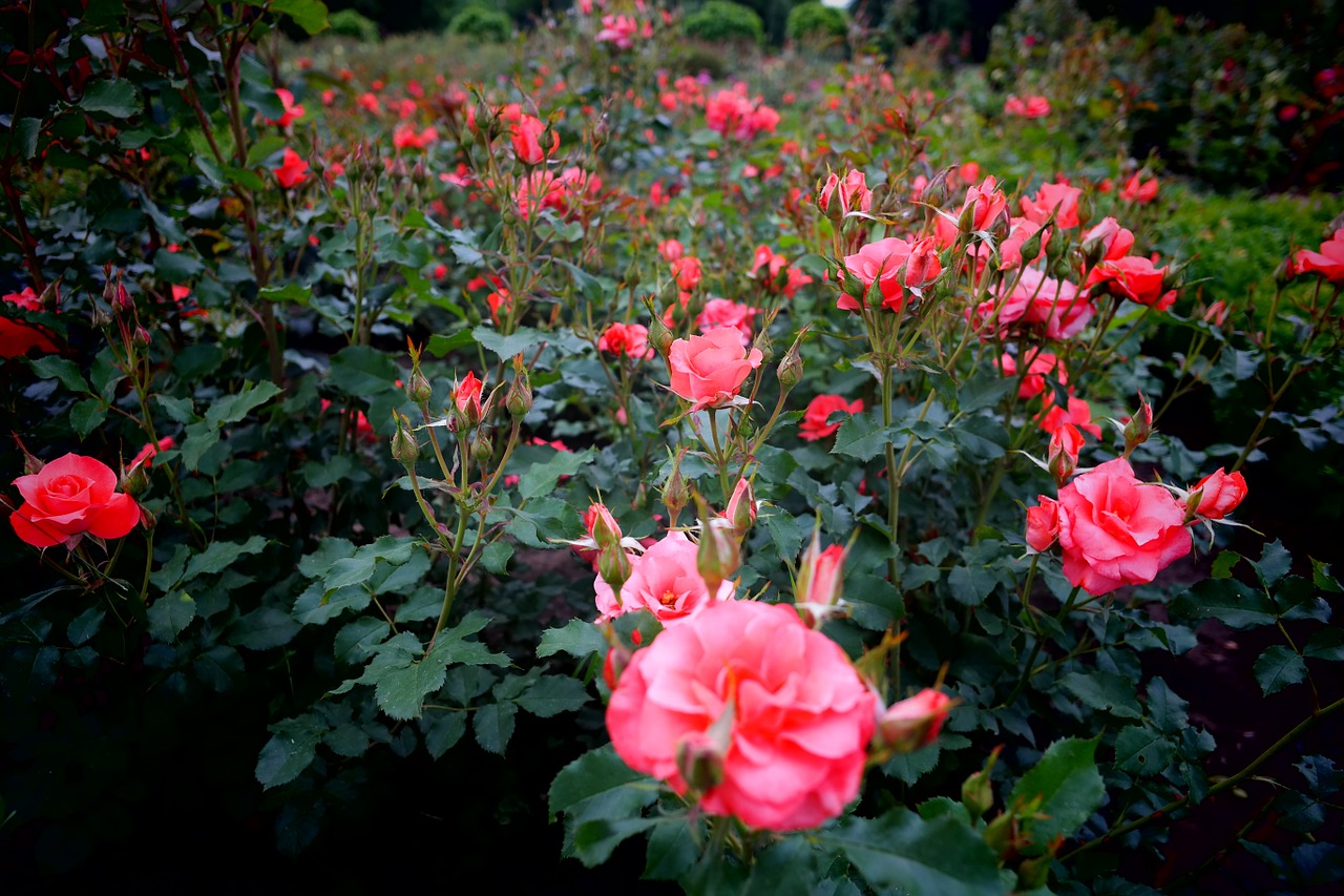 roses pink flowers free photo