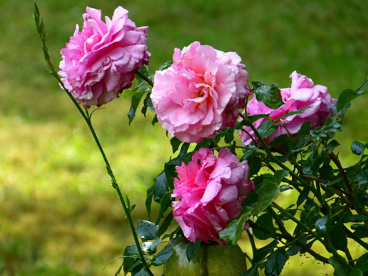 roses rose bloom pink free photo