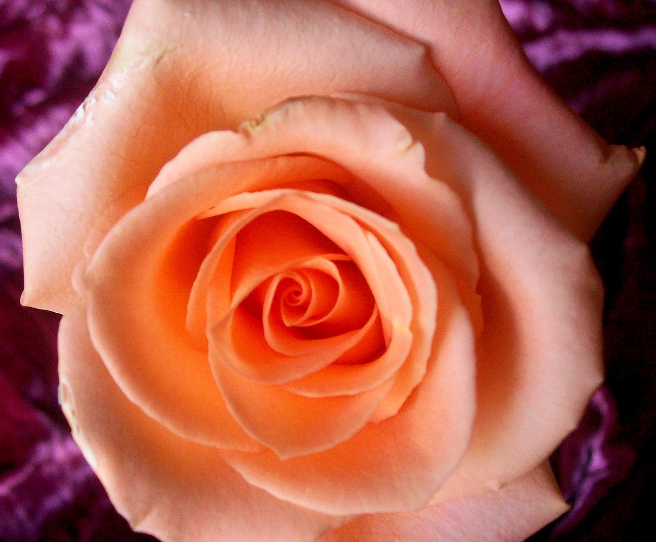 roses peach rose flower free photo