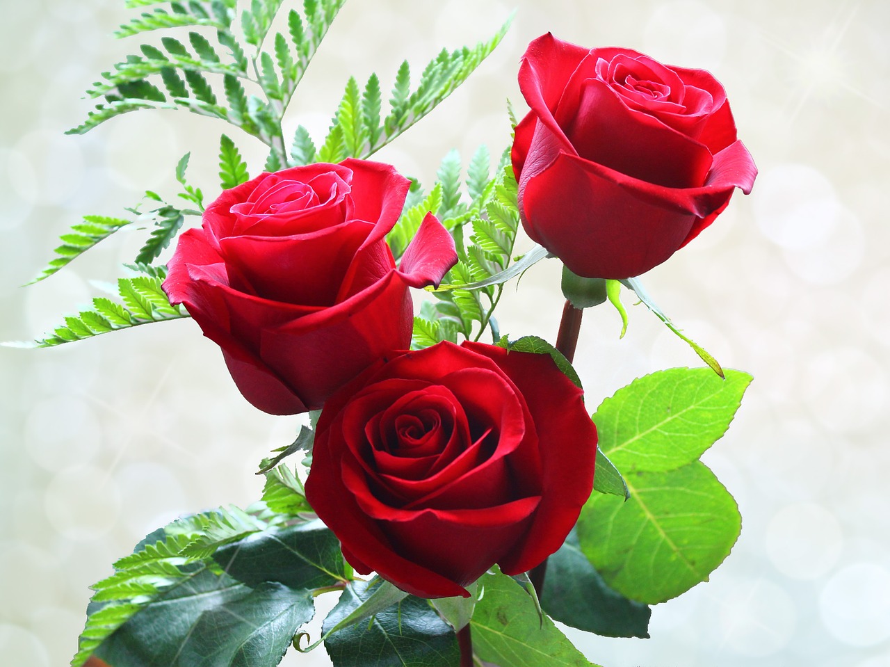 roses flowers rou free photo