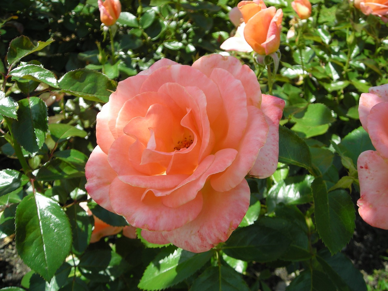 roses lys assia patron system free photo
