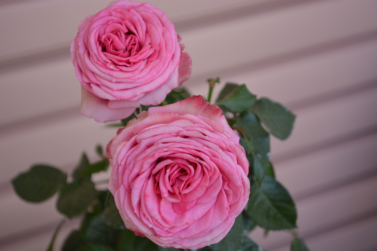 roses pink vintage free photo