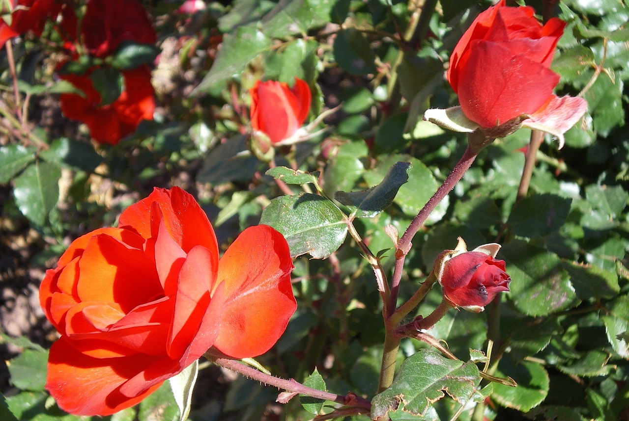 roses gran canaria garden free photo