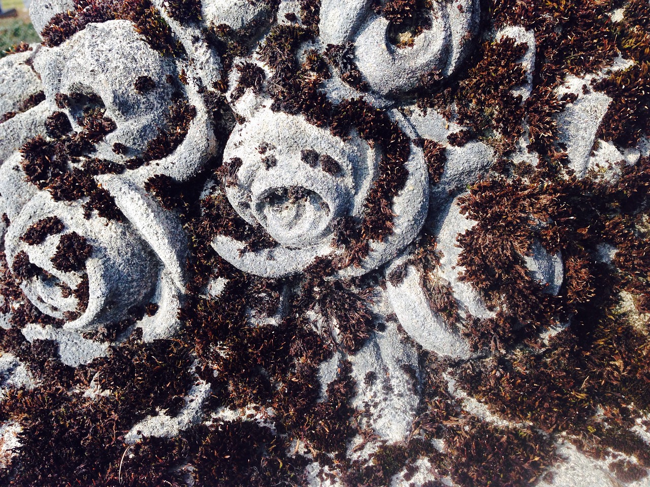 roses stone cemetery free photo