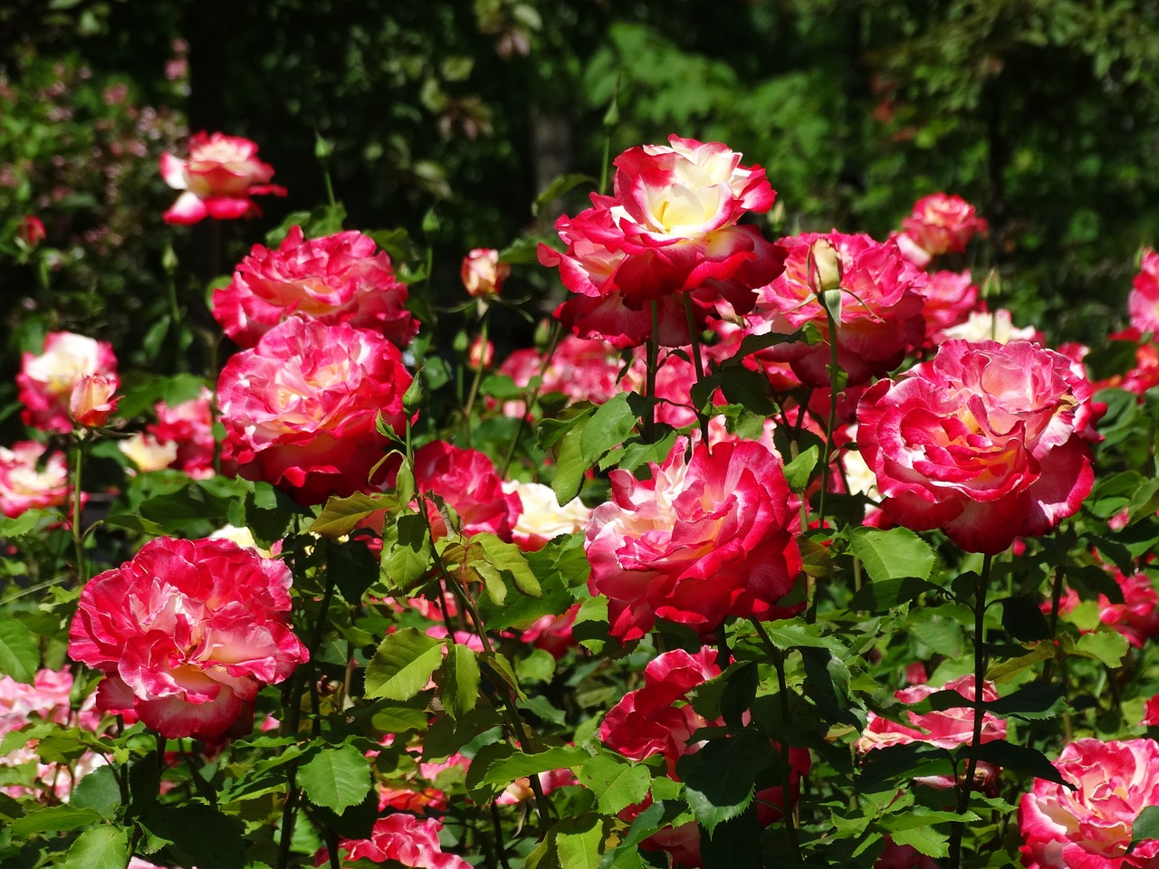 roses flowers plants free photo