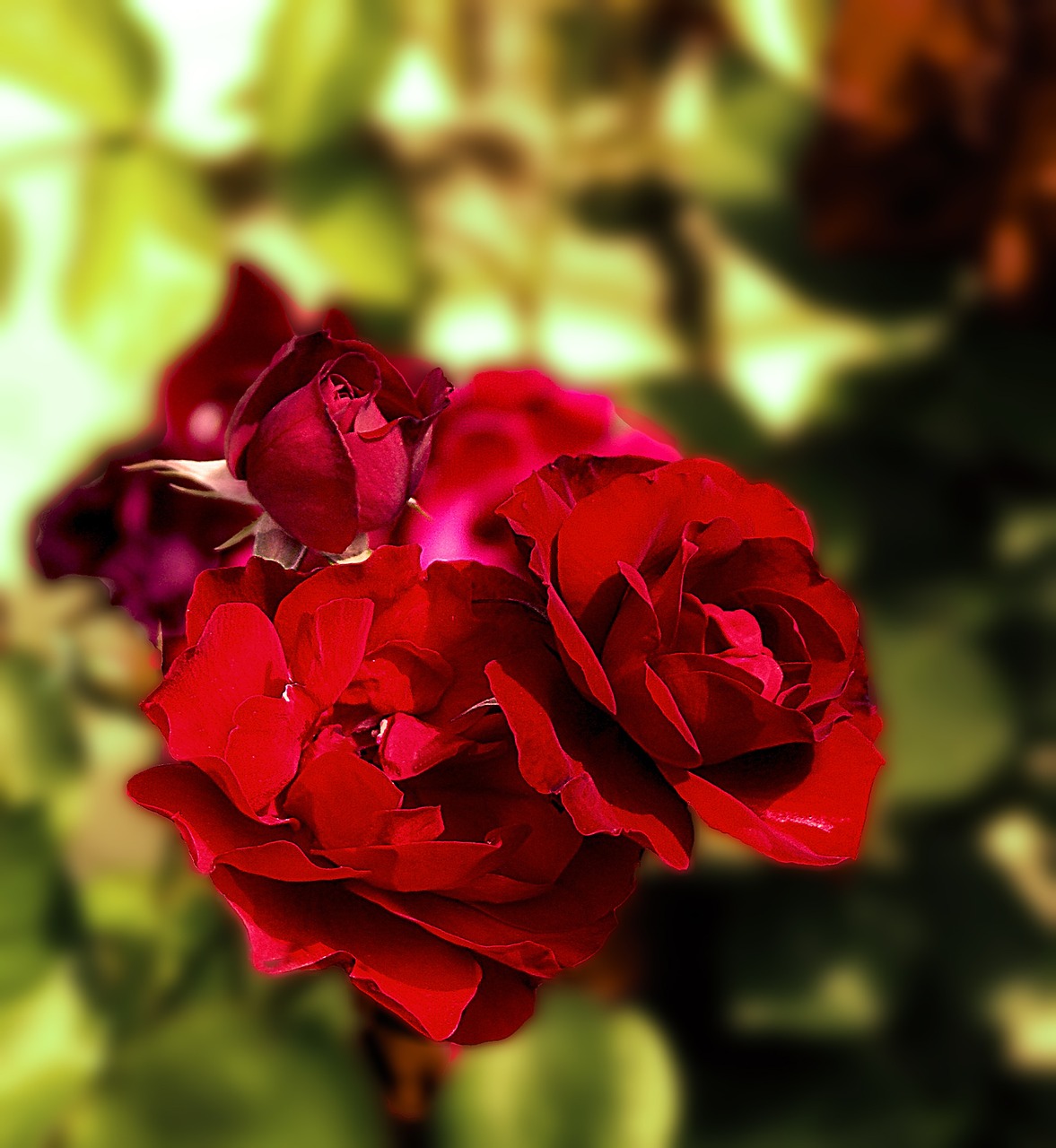 roses red red roses free photo