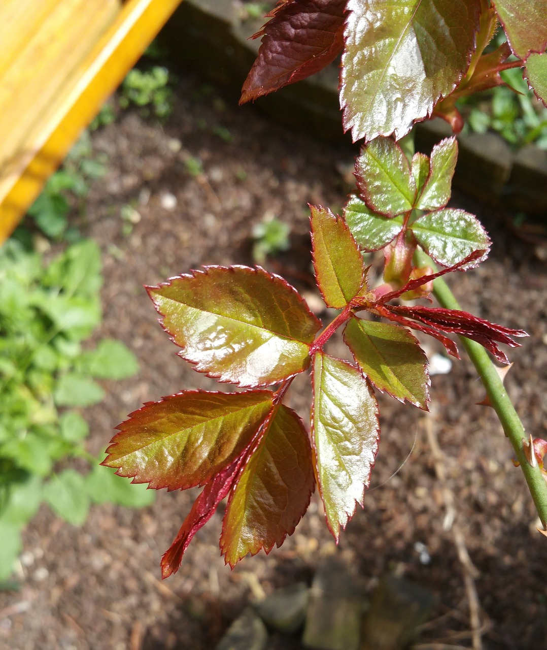 roses leaves plant free photo