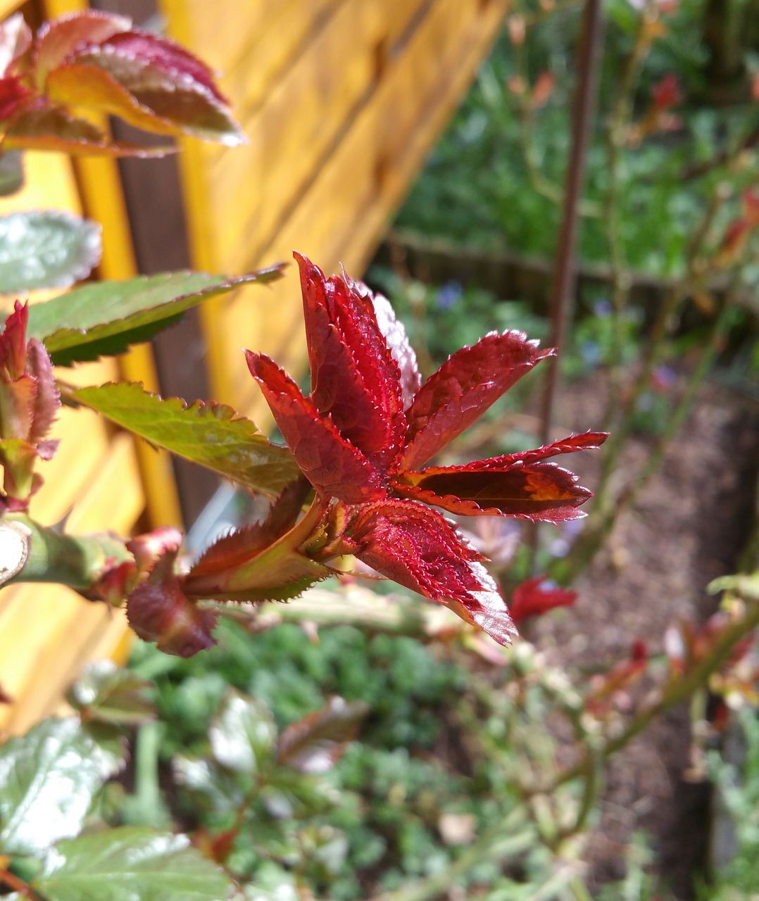 roses leaves plant free photo