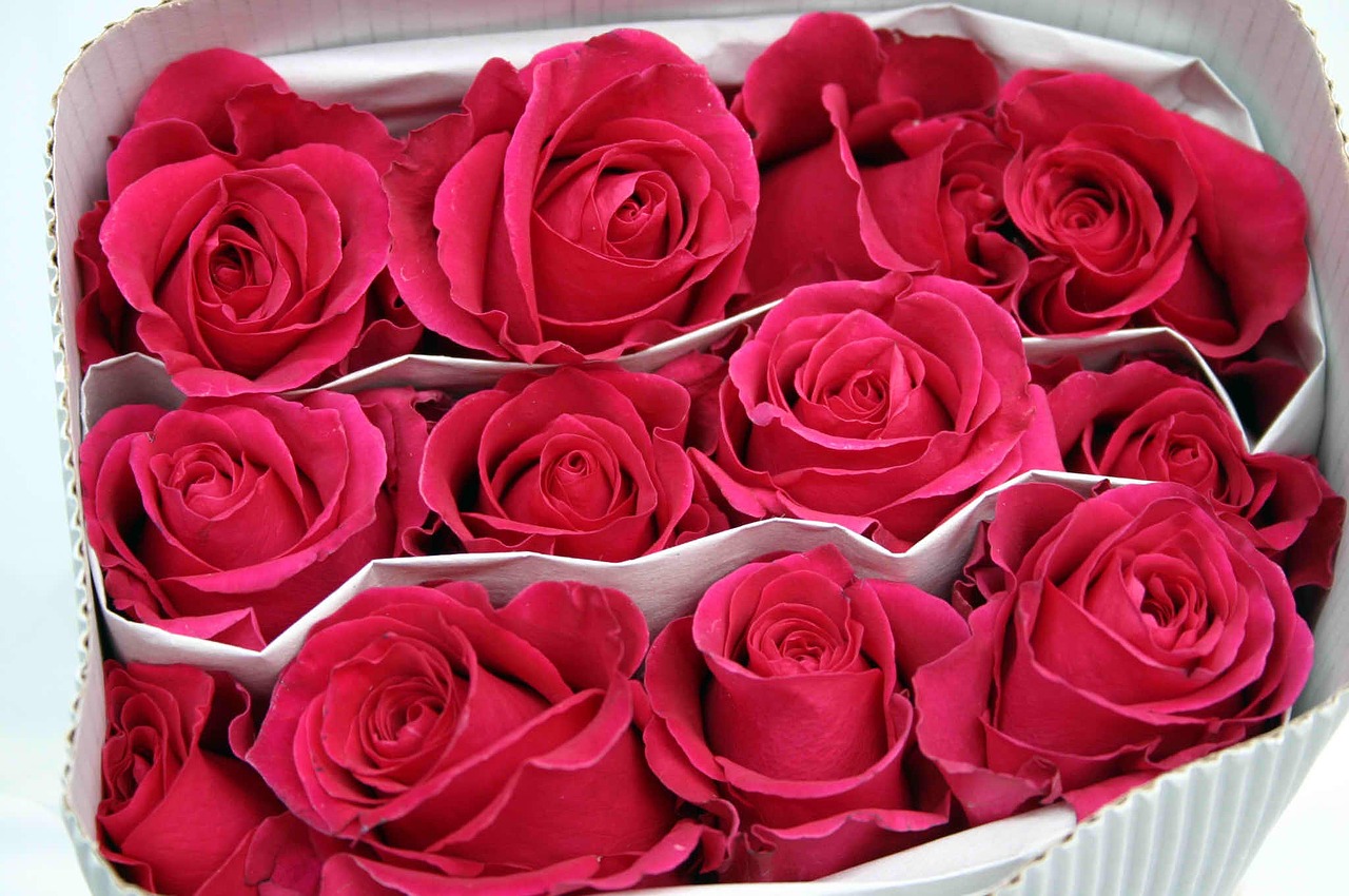 roses fuchsia package free photo