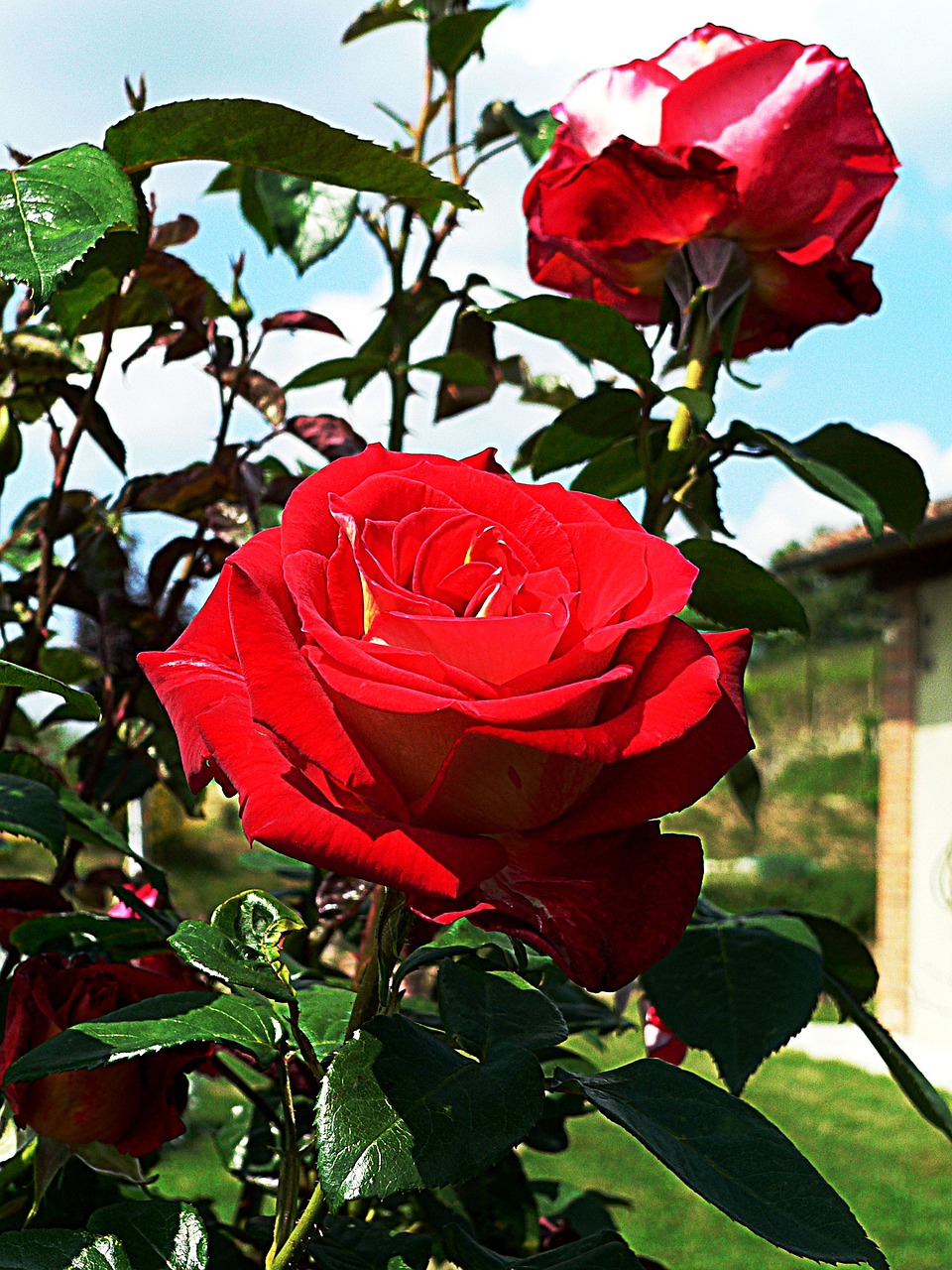 roses tuscany red free photo